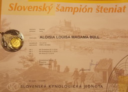Šampion štěňat